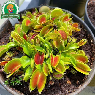 50เมล็ด/แพ็ค ไม้กินแมลง กาบหอยแครงปากแดง (Venus Flytrap) Potted Insectivorous Dionaea Muscipula Giant Clip Flytrap Plant