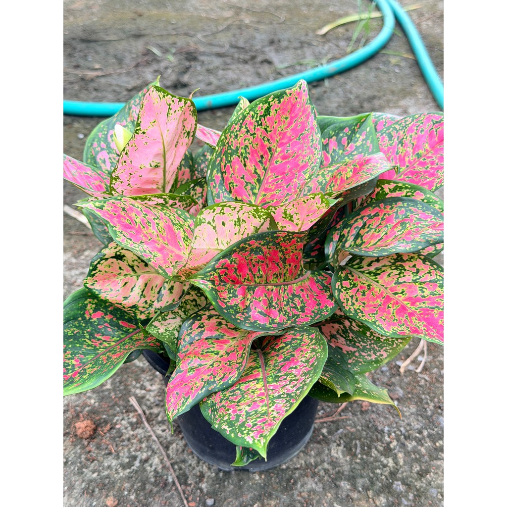 มุมมอง 3