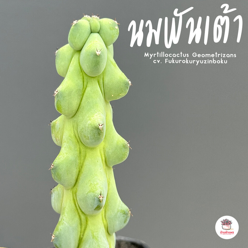 นมพันเต้า Myrtillocactus Geometrizans cv. Fukurokuryuzinboku กระบองเพชร แคคตัส ไม้อวบน้ำ cactus&succulent ราคาถูก Shopee Lazada