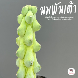 นมพันเต้า Myrtillocactus Geometrizans cv. Fukurokuryuzinboku…