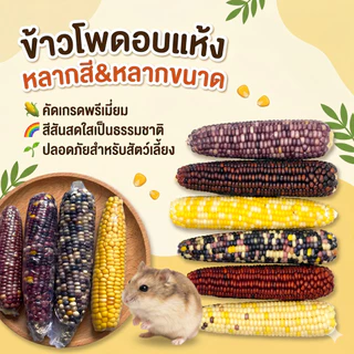 Hamster.lover ข้าวโพดอบแห้ง อาหารแฮมสเตอร์และสัตว์ฟันแทะ ขนมลับฟันธรรมชาติ ปลอดภัยสำหรับสัตว์เลี้ยงหลากสีสัน