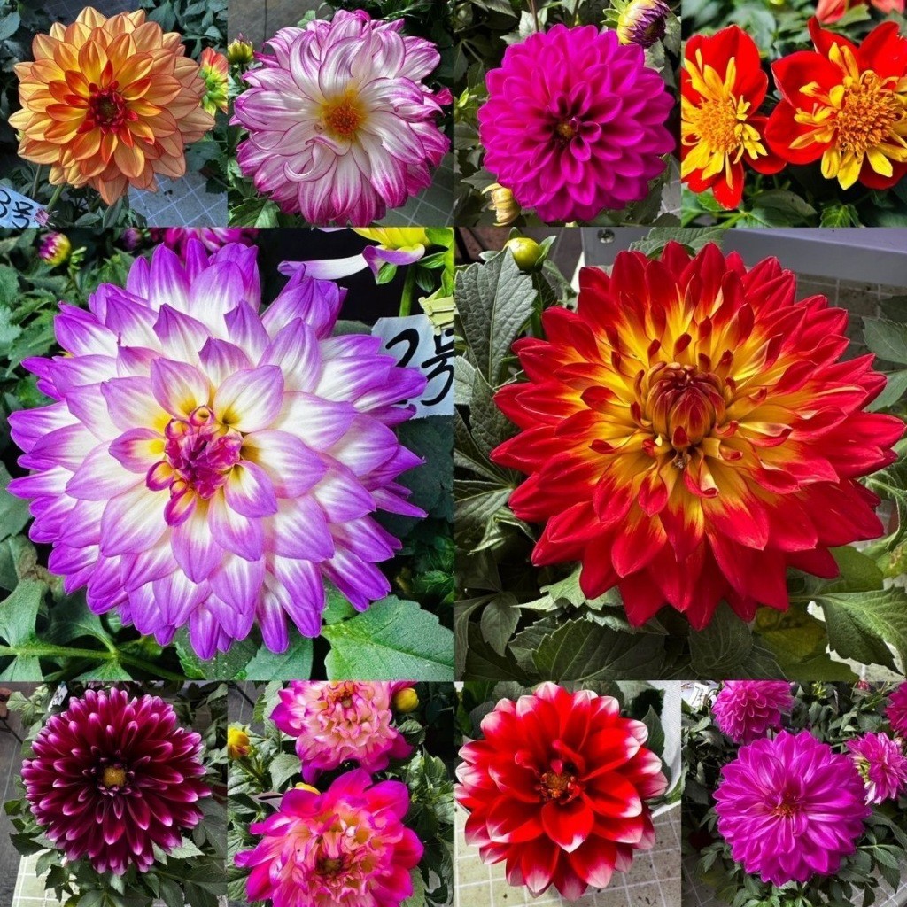 เมล็ดดอกดาหลีใหญ่ 10 เมล็ด คัดพรีเมียม อัตราการงอกสูง ปลูกง่าย ดอกใหญ่หลายสี ตกแต่งสวนระเบียง