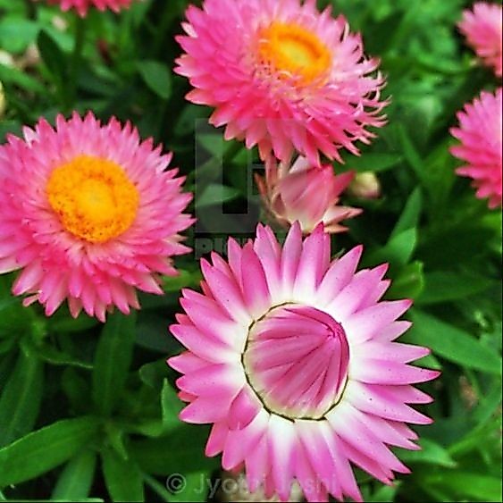 100 เมล็ด ดอกกระดาษ บานไม่รู้โรยฝรั่ง ปลูกง่าย Strawflower Flower Seeds สายพันธุ์ Montrosum Pink