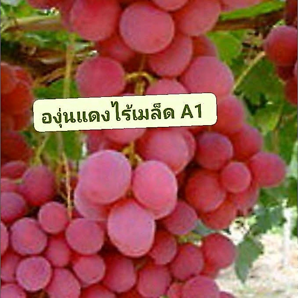 องุ่นเสียบยอด A1 ชื้อ5แถม1