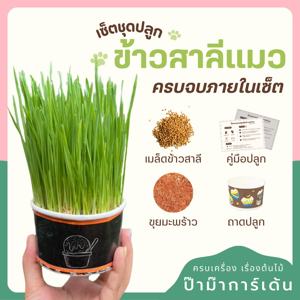 เชตปลูกต้นข้าวสาลี แบบชุดและแบบเติม