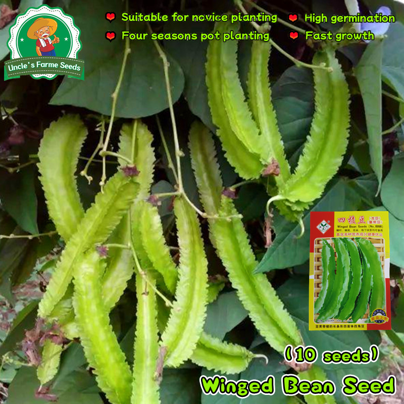 10 เมล็ด ปลูกง่าย โตไว เมล็ดถั่วพู Wing Bean Seeds for Planting Vegetables Plants Winged Bean Vegetable Seeds เมล็ดถั่วพ