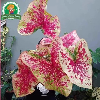 เมล็ดพันธุ์ บอนสี "ราชินีใบไม้" บอนสีราชินี 100เมล็ด Mixed Colour Caladium Seeds Flower Seeds Flower Plants ต้นไม้มงคล