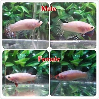 celo genetik line multicolor yelowbase dumbo ykc pakan predator
