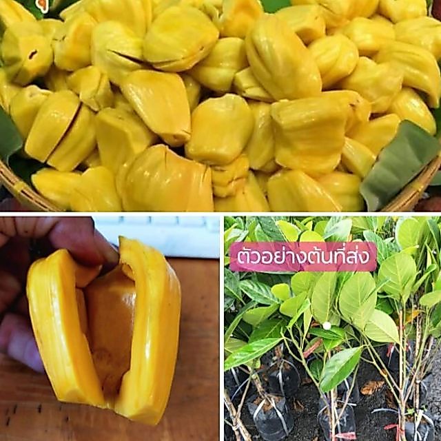 ขนุนเพชรราชา ยวงใหญ่ เนื้อหนากรอบ สูง70-90ซม