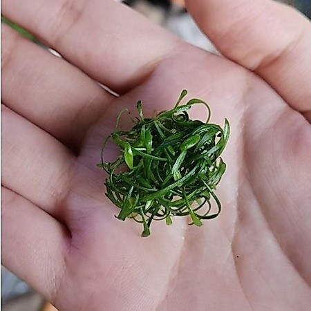 Cryptocoryne​ pava mini คริปพาวา​มินิ ต้นไม้น้ำตกแต่งตุ้ปลา ( พร้อมปลูก ) ***กรุณาอ่านรายละเอียดก่อนสั่งซื้อ***