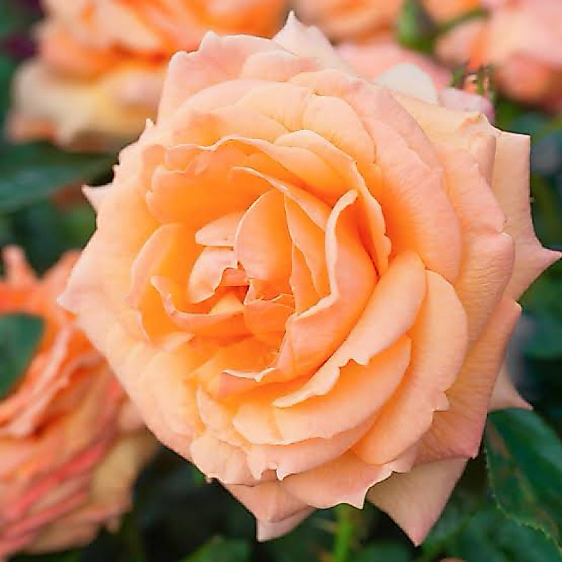 กุหลาบ 🌹Lady Marmalade (ส่งติดดอก) สีส้ม แบบถุง