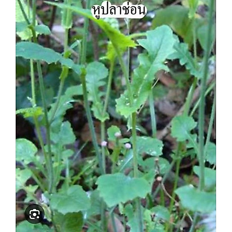 ต้นหูปลาช่อนออแกนิคเก็บสดบรรจุ100กรัม