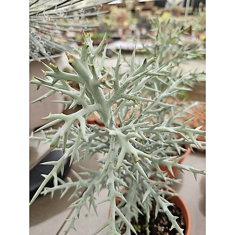 Euphorbia Stenoclada กระถาง6นิ้ว