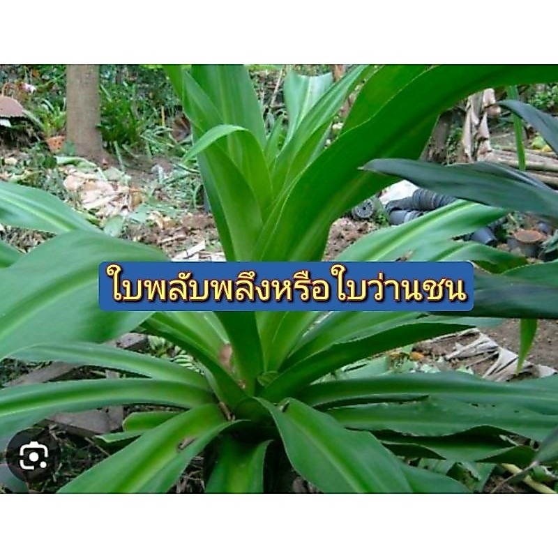 ใบพลับพลึงสดหรือใบว่านชนสด 1 กก.79 บาท