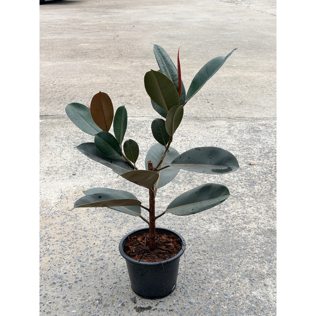 มุมมอง 6