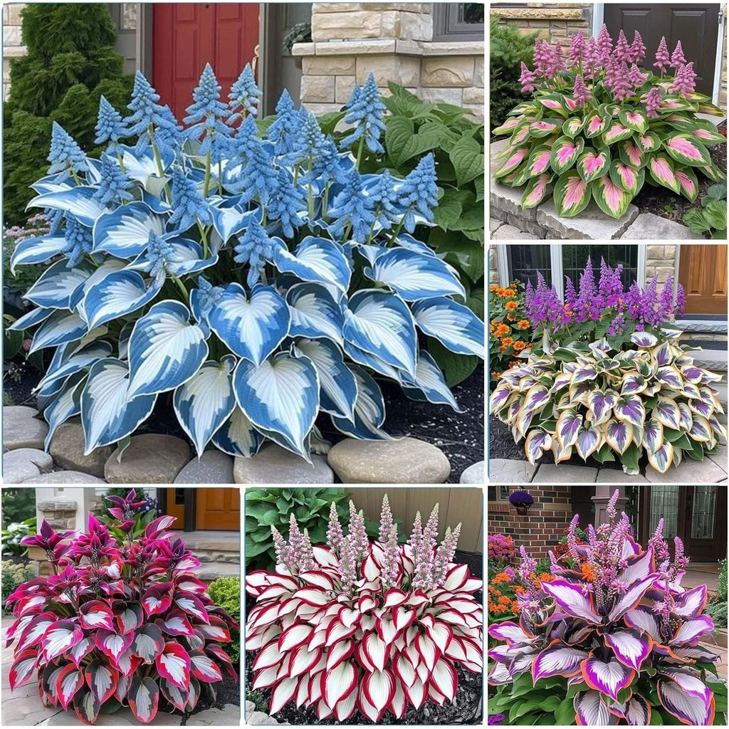 300 + Hosta เมล็ดรูปหัวใจ Hosta Bare Roots - ใบที่อุดมไปด้วย, ใบรูปหัวใจ, สวนกลางแจ้งดึงดูด Pollinat