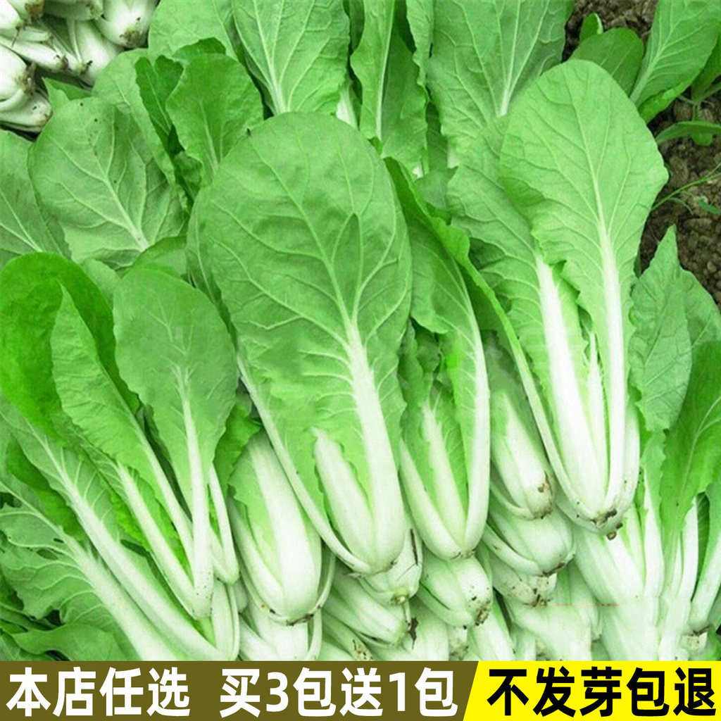 现货奶油小白菜种子快菜种籽阳台种菜四季盆栽青菜籽庭院易种蔬菜种子Cream Chinese Cabbage Seeds Quick Vegetable Seeds Balcony Vegetable2