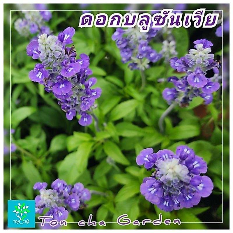 ต้นดอกบลูซัลเวีย(Blue Salvia) ดอกไม้สัญลักษณ์ แทนความ"คิดถึง"