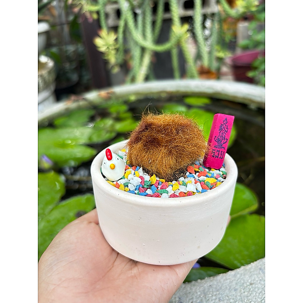 ว่านไก่ทองมงคล เรียกทรัพย์ ! มาพร้อม กระถาง + หินสีมงคล + คู่มือ + ธูปเลขใน  💛🌿