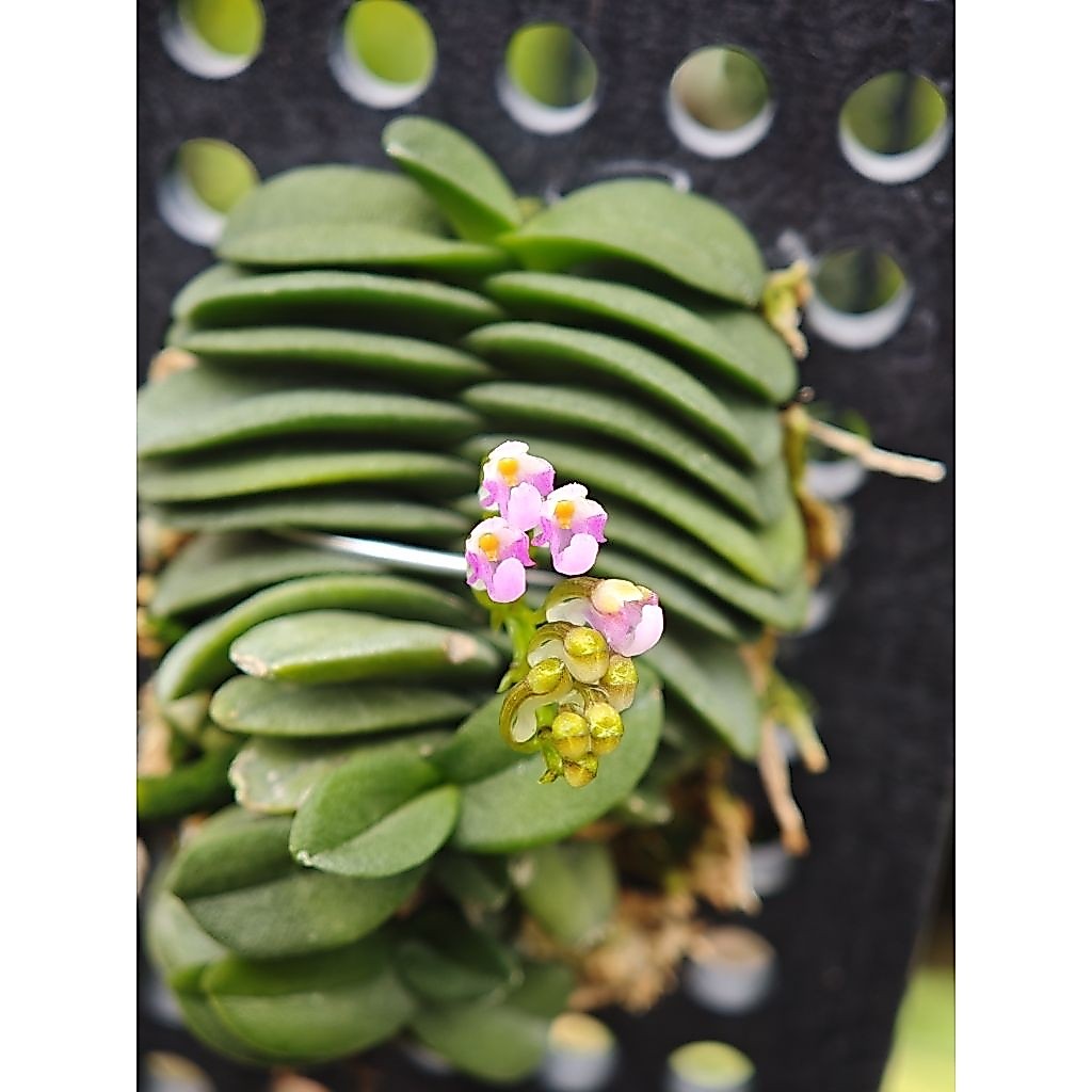 Schoenorchis fragrans กล้วยไม้