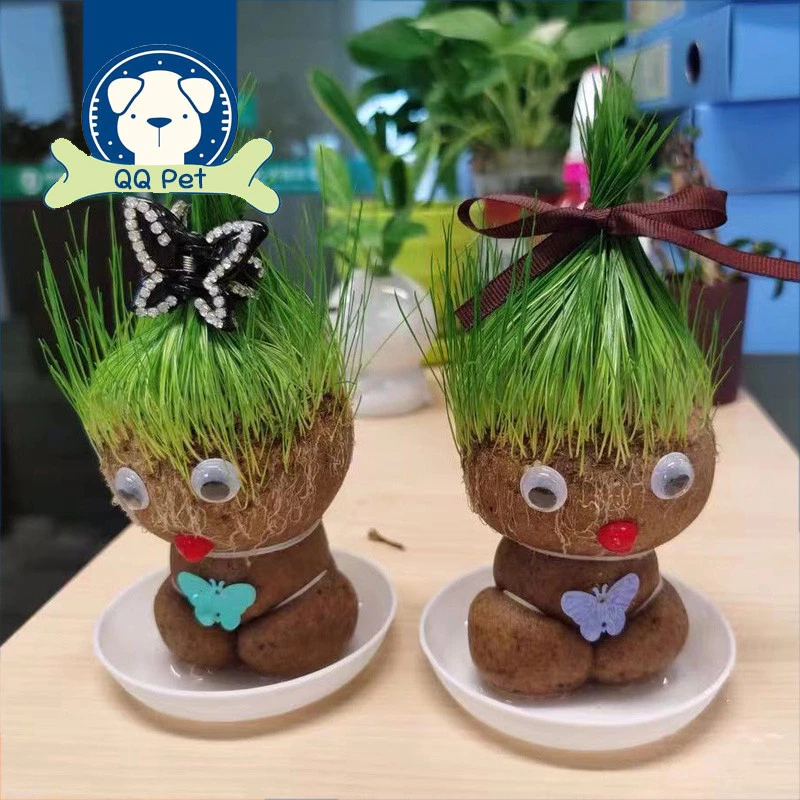 หญ้าแมว ตุ๊กตาหัวหญ้า ตุ๊กตาหญ้า grass head DIY กระถางสร้างสรรค์ ของขวัญ