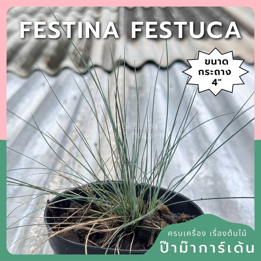 หญ้า Festina festuca 4 นิ้ว เส้นนุ่ม