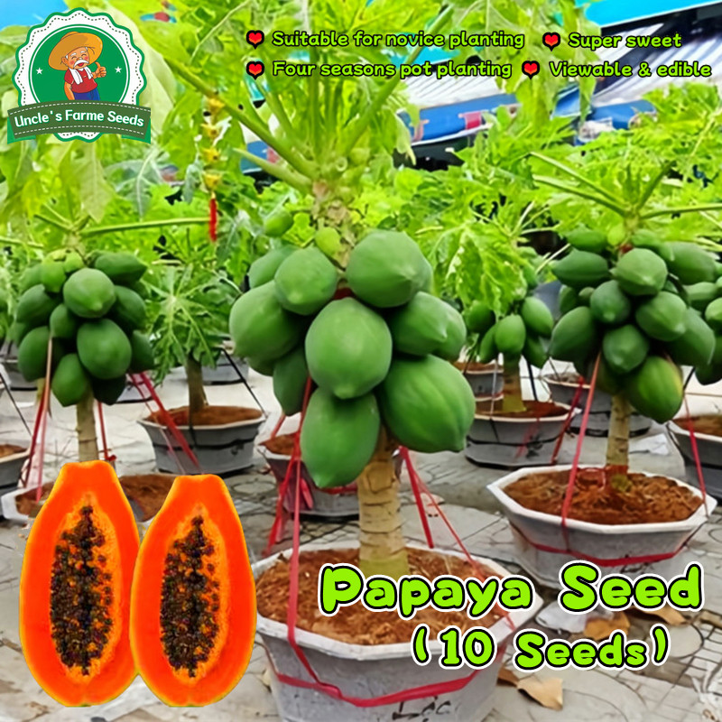 เมล็ดมะละกอ 10 เมล็ด Red Lady Dwarf Papaya Seeds for Planting Bonsai Papaya Tree Seeds Fruit Seeds เ
