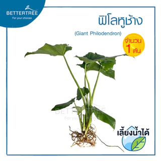 ฟิโลหูช้าง (จำนวน 1 ต้น) เลี้ยงน้ำได้ ต้นไม้มงคล ต้นไม้ฟอกอากาศ