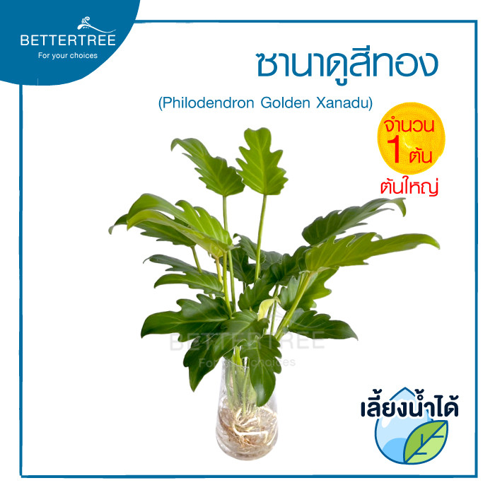 ซานาดู(สีทอง) (จำนวน 1 ต้น) เลี้ยงน้ำได้ ไม้มงคล ไม้ฟอกอากาศ รูปที่ 3