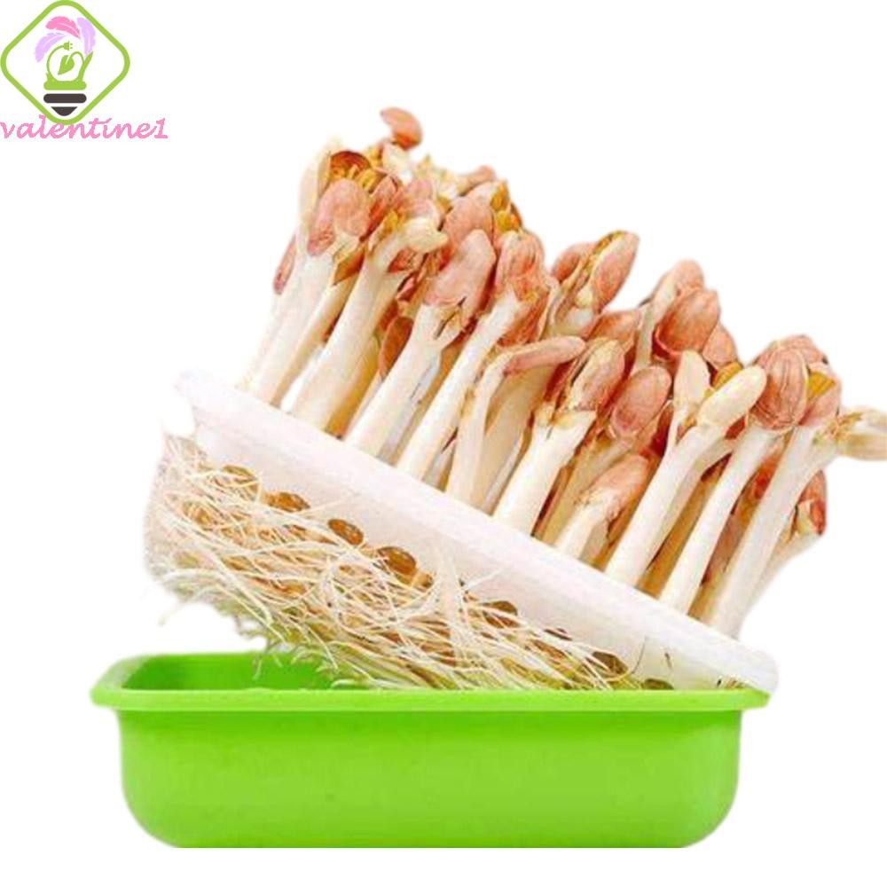 VALENTINE Sprout Plant Ease To Clean Multifunctional Peanut 4 ชิ้น Sooilless Water Cultivation Sprou