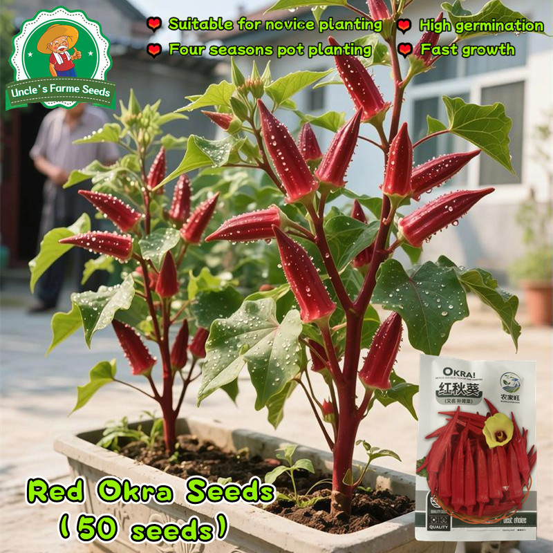 เมล็ดพันธุ์ กระเจี๊ยบมอญ สีแดง 50 เมล็ด Red Burgundy Okra Seed Organic Vegetable Seeds for Planting 