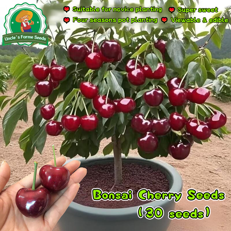 30 เมล็ด เมล็ดพันธุ์ เชอร์รี่ เมล็ดเชอร์รี่ Dwarf Bonsai Cherry Seeds for Planting Fruit Seeds for Planting Fruit Seeds