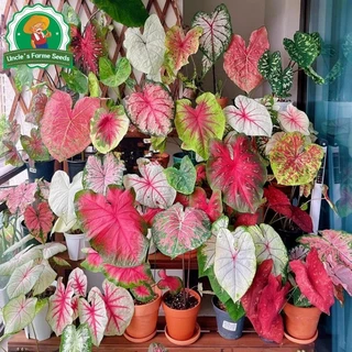 เมล็ดพันธุ์ บอนสี "ราชินีใบไม้" บอนสีราชินี 100เมล็ด Mixed Colour Caladium Seeds Flower Seeds Flower Plants ต้นไม้มงคล