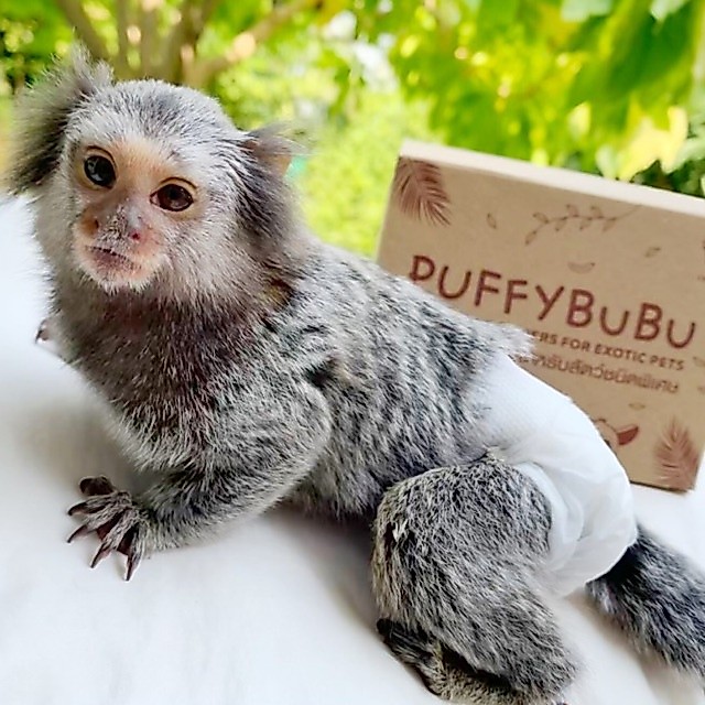 PuffyBubu แพมเพิสแบบใช้แล้วทิ้งสำหรับสัตว์เล็ก ลิง บุชเบบี้ ชูก้า & สัตว์ขนาดเล็ก