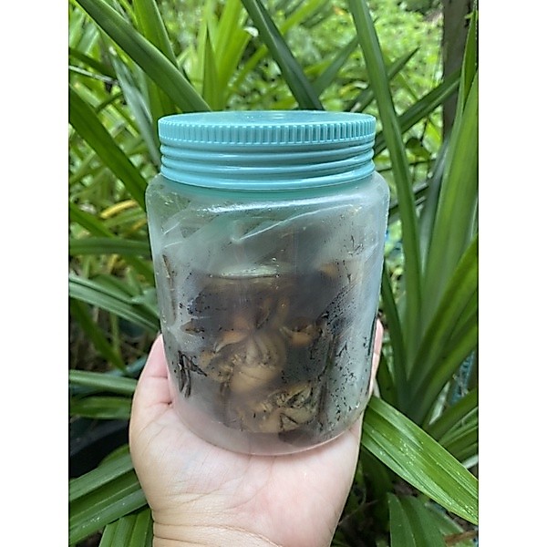 ปูแป้นดองน้ำปลา 🦀 ตัวผู้ล้วน 🦀 250 กรัม