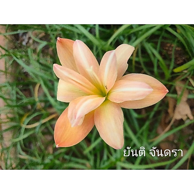 บัวดินดอกซ้อน ยันติ จันดรา