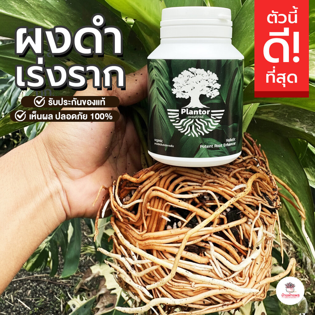 ผงเร่งราก (สีดำ) ยาเร่งราก Plantor กระบองเพชร ไม้อวบน้ำ กุหลาบหิน cactus&succulent