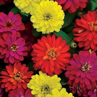 ซื้อ 5 แถม 5 ฟรี! ดอกบานชื่นกลีบซ้อนหลากหลายสี120เมล็ด