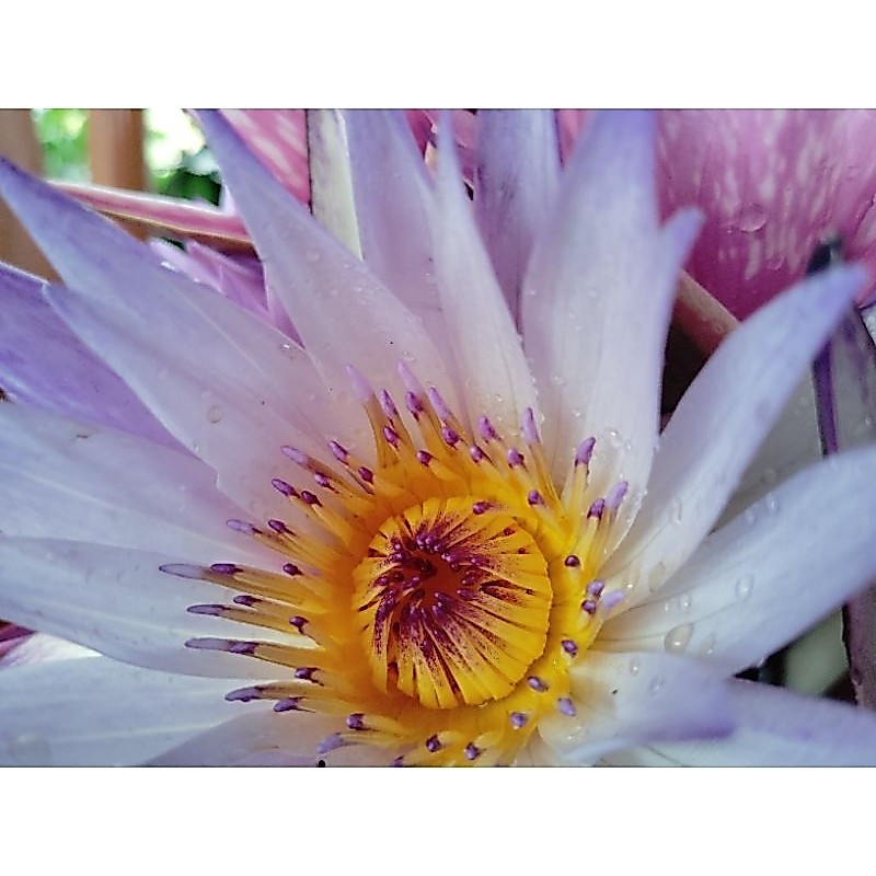 บัวผันเพอเพิลจอยขาวปลายม่วง 49.-