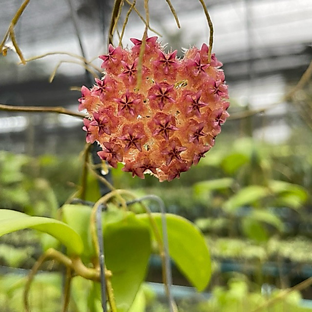 โฮย่ามินโดเรนซิส เหลือง 🌼(Hoya mindorensis) ดอกหอม🌼