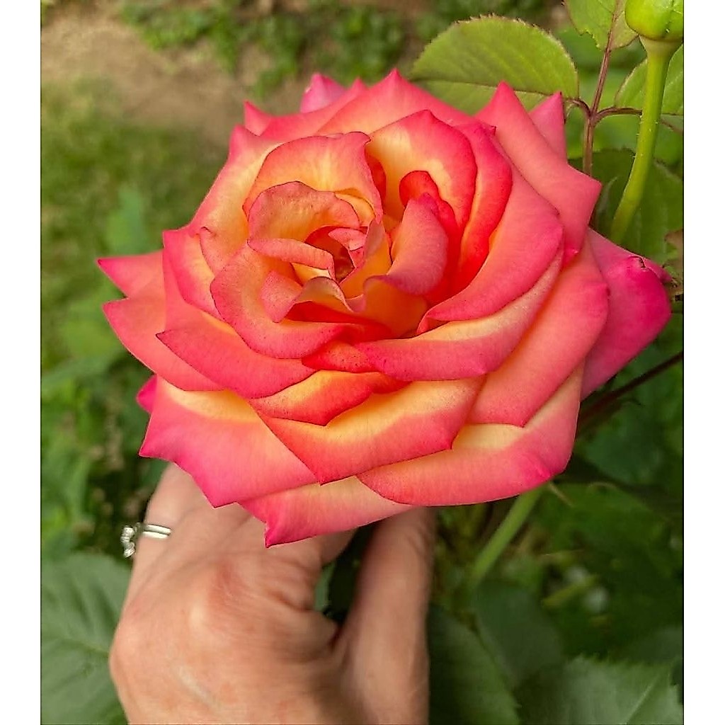 ดรีมคัมทรู(Dream come true rose)กุหลาบในฝัน ที่เป็นจริง