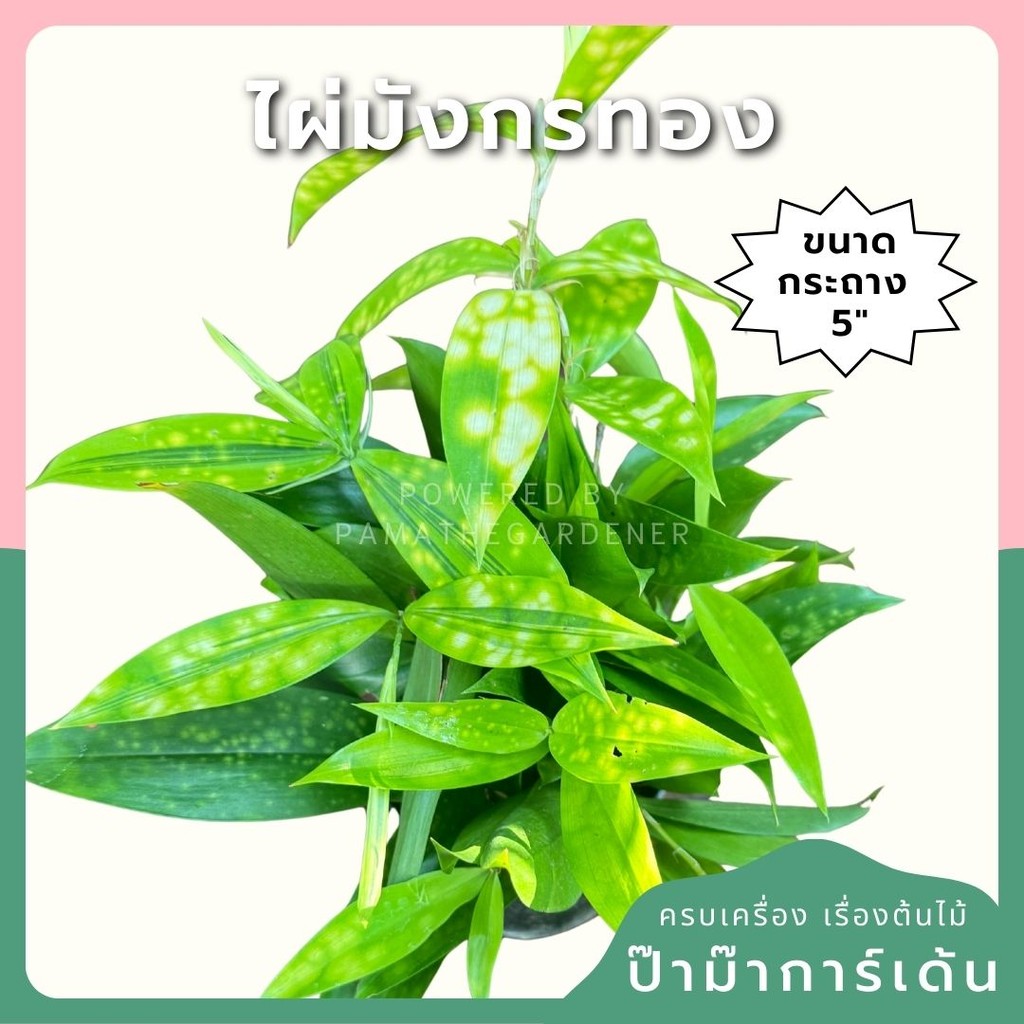 ต้นไผ่มังกรทอง ไผ่ญี่ปุ่น ไผ่ญี่ปุ่นทอง กระถาง5-6 นิ้ว
