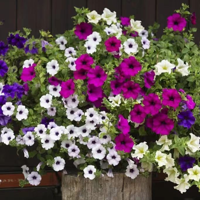 ซื้อ 5 แถม 5 ฟรี！เมล็ดพันธุ์ ดอกพีทูเนียเตี้ย คละสี 5000 เมล็ด Mixed Dwarf Petunia Flower Seed คละสีสวยปลูกง่าย - รูปที่ 4