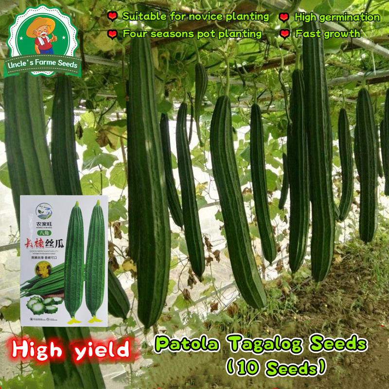 คุณภาพดี 10 เมล็ด ปลูกง่าย โตไว เมล็ดพันธุ์บวบเหลี่ยม (Long Luffa Seeds) โรมัน F1 เมล็ดพันธุ์ผัก เมล็ดพันธุ์ ผักสวนครัว