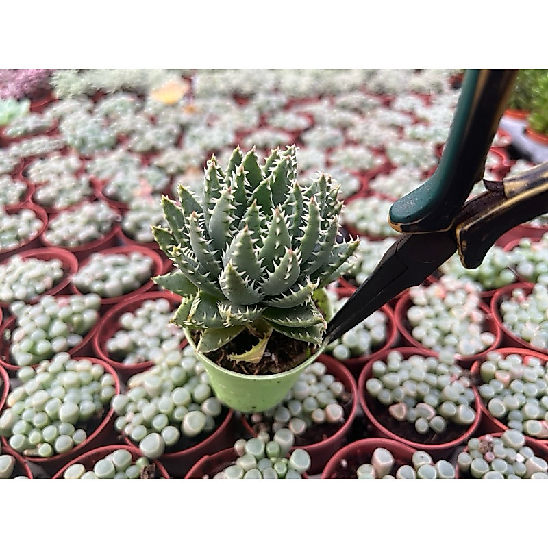 Aloe Blue    อโลบลู  ฟันเลื่อยสีฟ้า