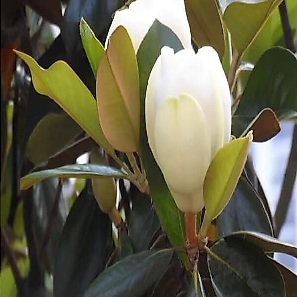 Chinese Magnolia Seeds เมล็ดพันธุ์แมกโนเลียหอมของจีน 10 เมล็ด - ไม้ดอกสวยงาม เหมาะสำหรับทำบอนไซ