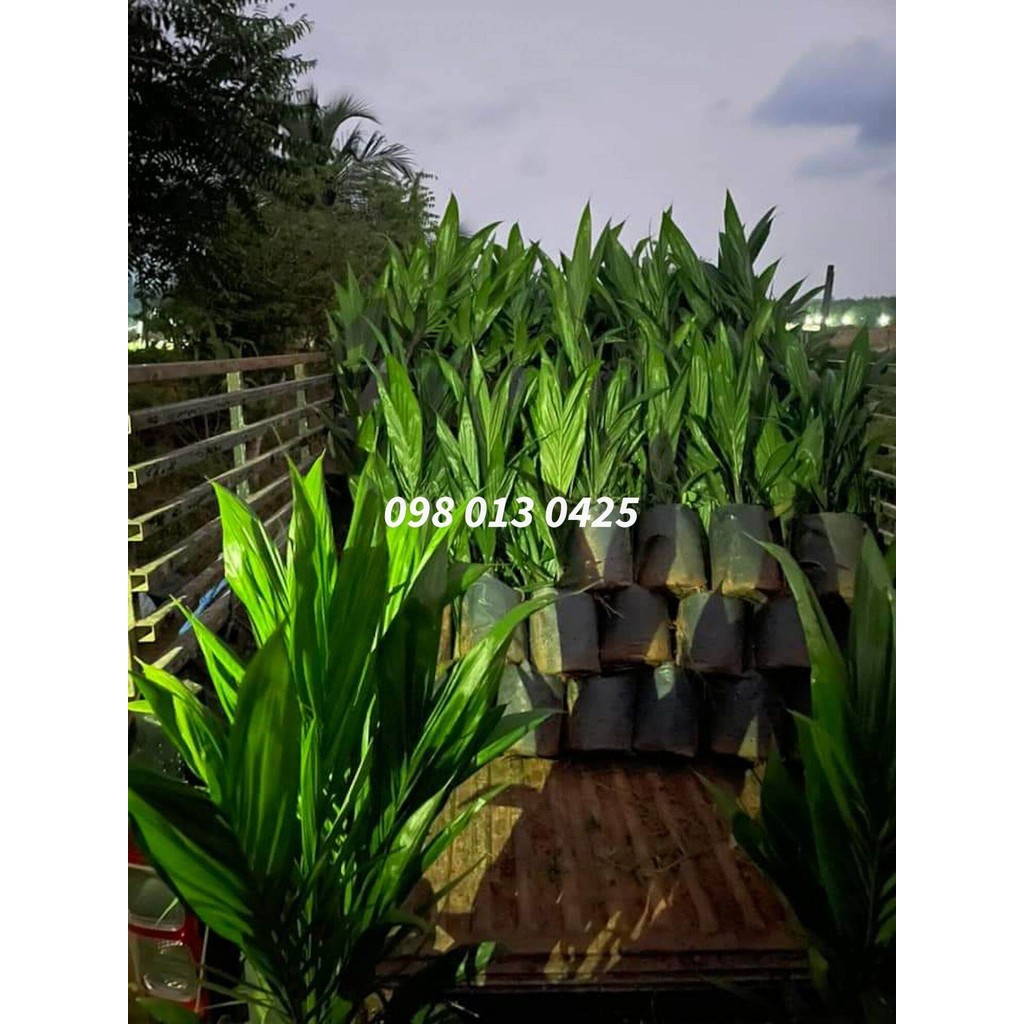 พันธุ์ปาล์ม ยังกัมบิ ML161 ,กล้าปาล์มแท้100%, (Yangumbi ML161) รุ่น 12เดือน  โทร 098 0130425