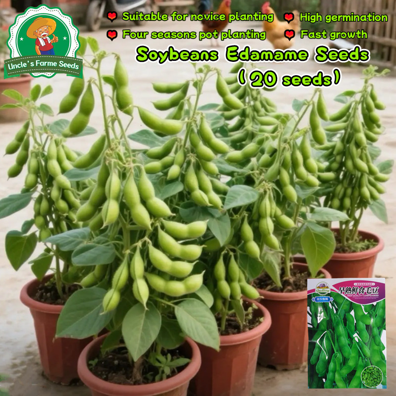 เมล็ดพันธุ์ ถั่วแระญี่ปุ่น คาริคาชิ 20 เมล็ด Edamame Seed ปลูกผัก สวนครัว ราคาถูก เอดามาเมะ เมล็ดถั่วแระญี่ปุ่น F1