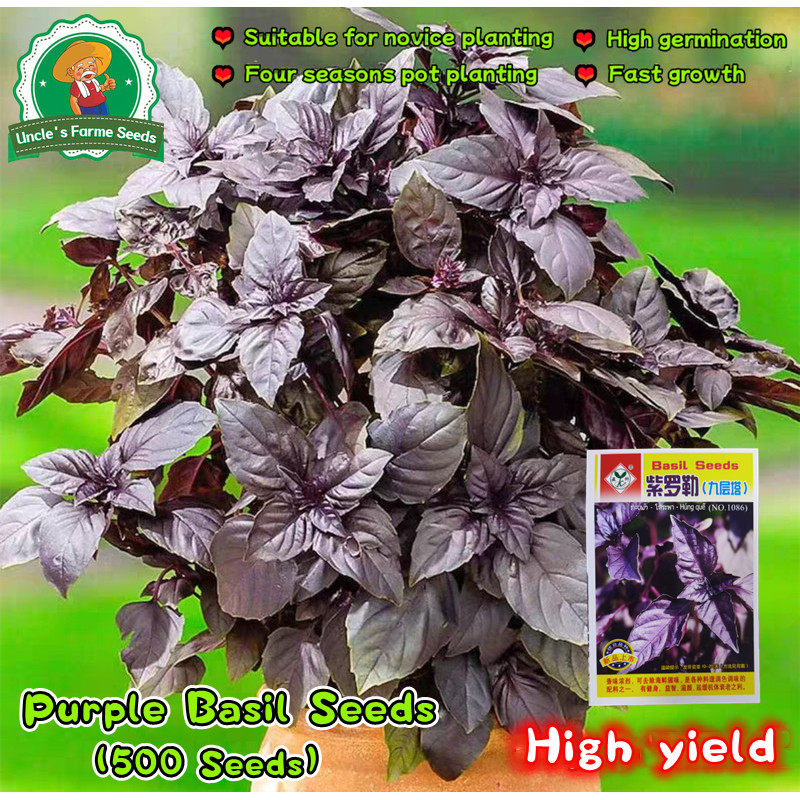 500 เมล็ด เมล็ดพันธุ์ โหระพา สีม่วง โหระพาอิตาเลี่ยน Urple Basil Seeds Purple Italian Basil Plant Seeds Herbs Seeds