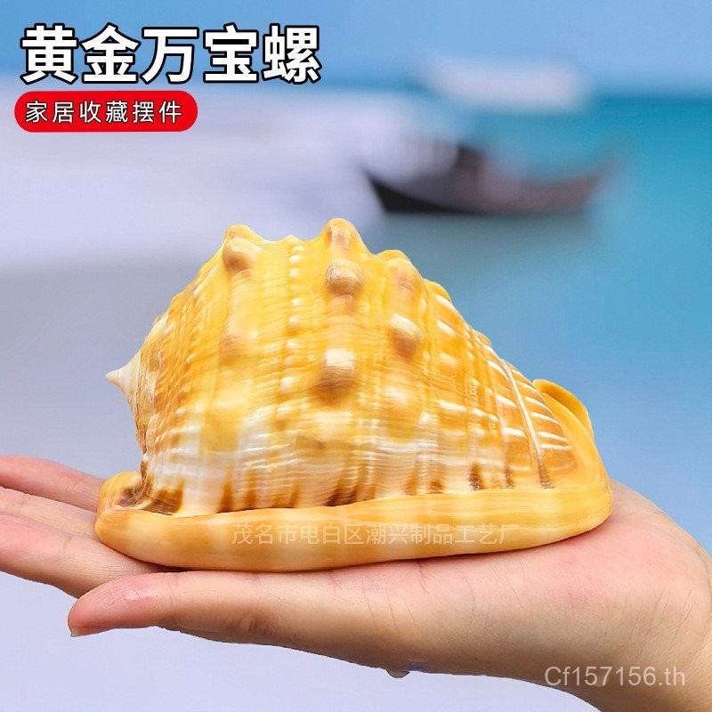 W Marlboro เครื่องประดับภูมิทัศน์ของขวัญเครื่องประดับขนาดใหญ่ถังปลา Conch Gold Aquarium เปลือกธรรมชา